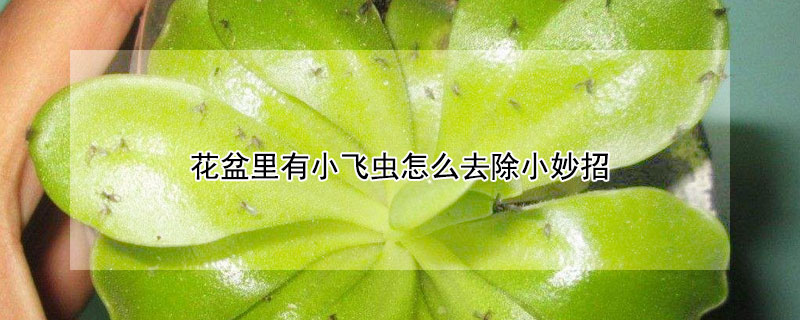 花盆裏有小飛蟲怎麼去除小妙招