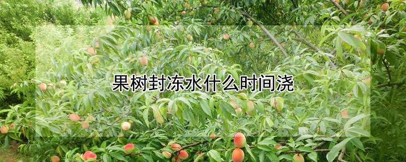 果樹封凍水什麼時間澆