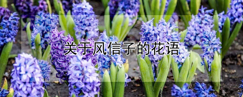 關於風信子的花語