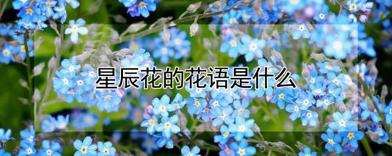 星辰花的花語是什麼
