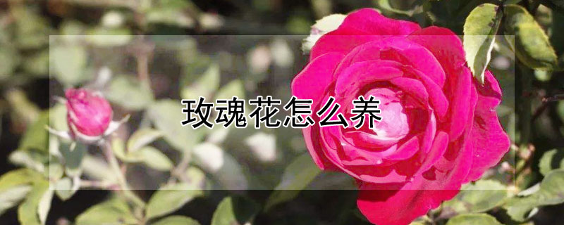 玫魂花怎麼養