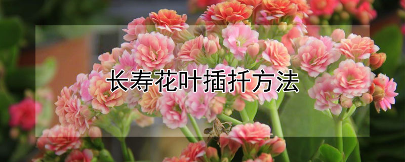 長壽花葉插扡方法