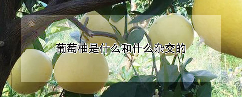 葡萄柚是什麼和什麼雜交的