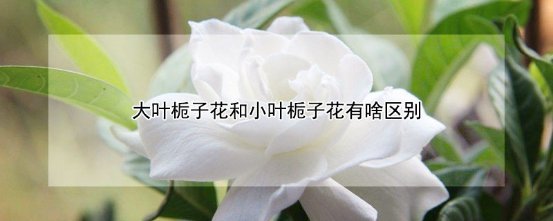 大葉梔子花和小葉梔子花有啥區別