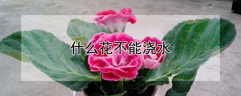 什麼花不能澆水