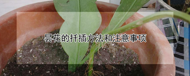 曇花的扡插方法和注意事項