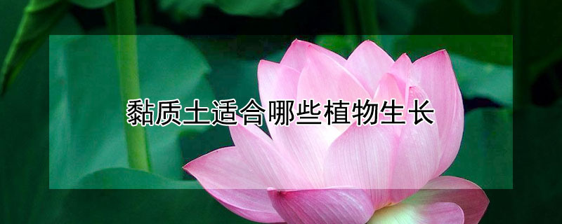 黏質土適合哪些植物生長