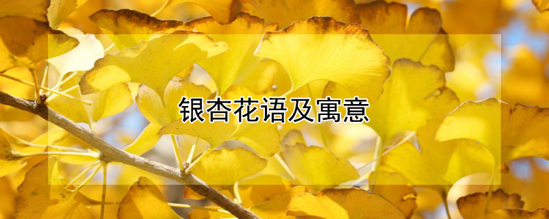 銀杏花語及寓意