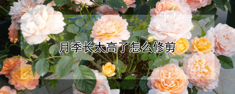 月季長太高了怎麼修剪