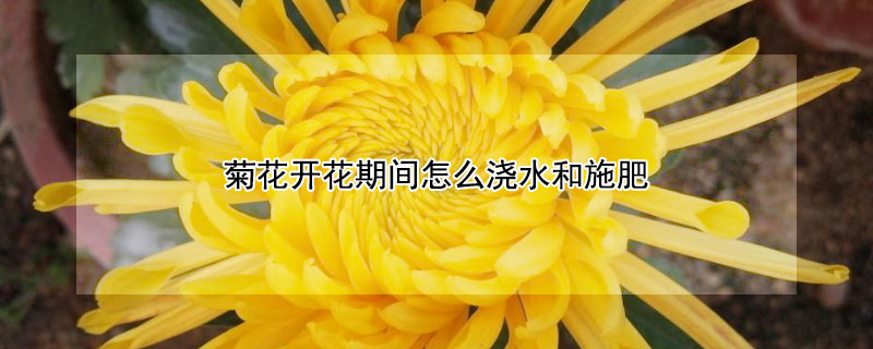 菊花開花期間怎麼澆水和施肥