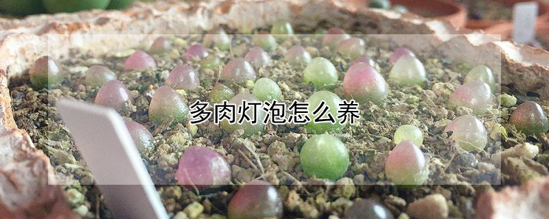 多肉燈泡怎麼養