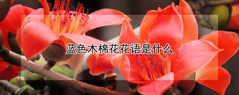藍色木棉花花語是什麼