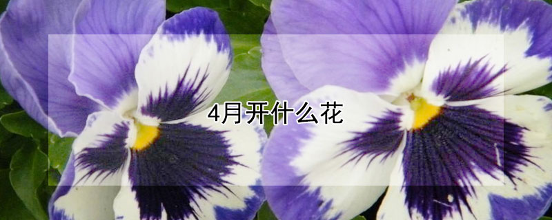 4月開什麼花
