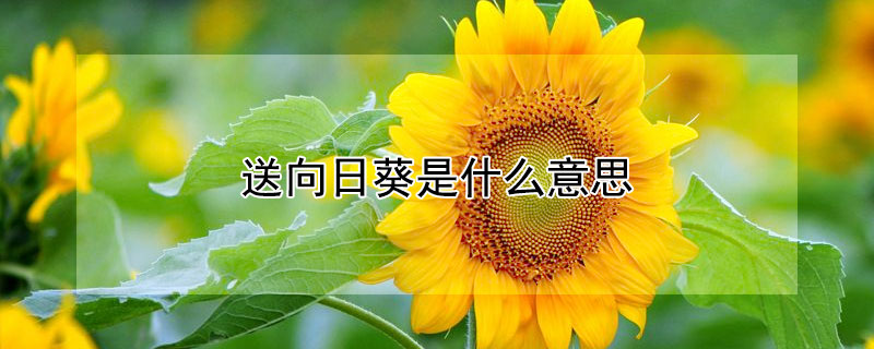 送向日葵是什麼意思