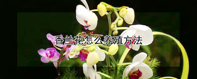 香蘭花怎麼養殖方法