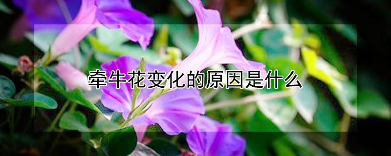 牽牛花變化的原因是什麼