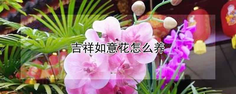 吉祥如意花怎麼養