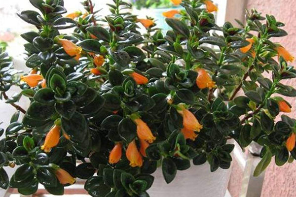 金魚吊蘭什麼時候開花