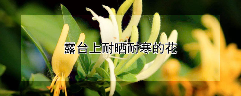 露台上耐曬耐寒的花