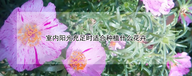 室內陽光充足時適合種植什麼花卉