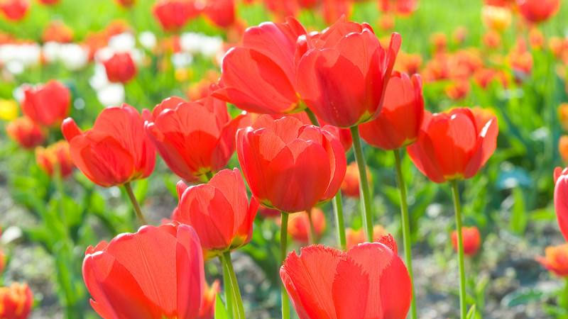 鬱金香什麼時候開花