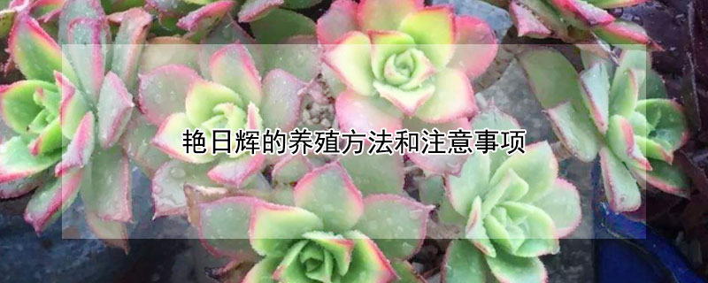 豔日輝的養殖方法和注意事項