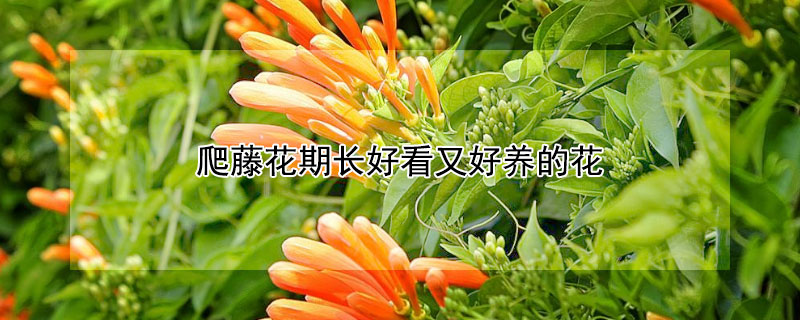 爬藤花期長好看又好養的花