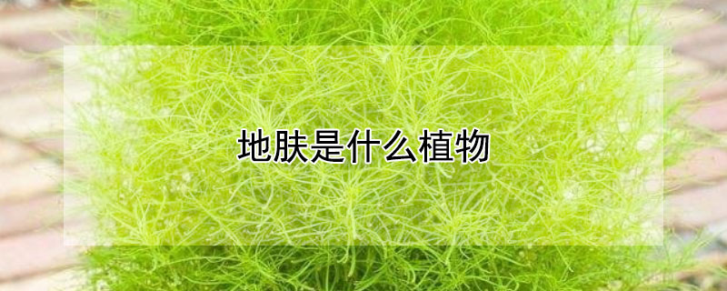 地膚是什麼植物