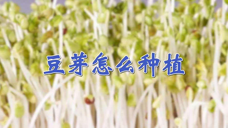 豆芽怎麼種植