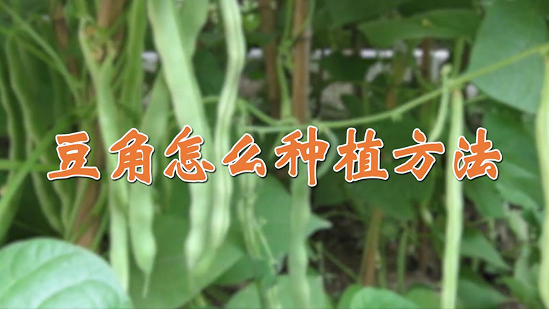 豆角怎麼種植方法