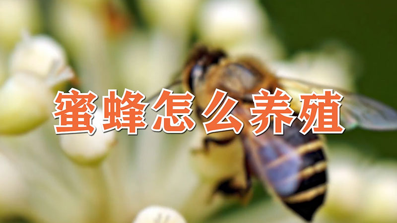 蜜蜂怎麼養殖