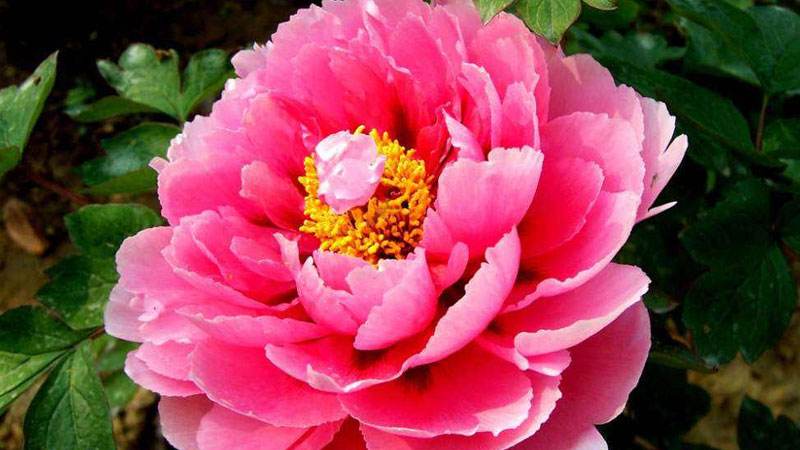 花中之王是什麼花