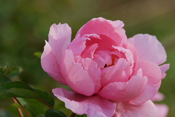 花中之王是什麼花