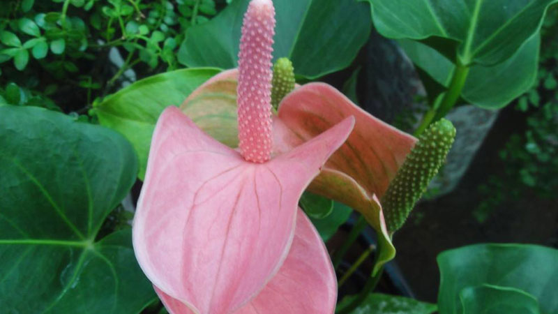 粉掌花變綠後怎麼處理