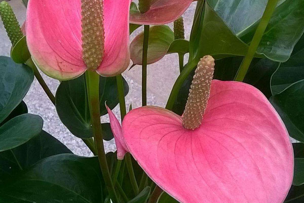 粉掌花變綠後怎麼處理