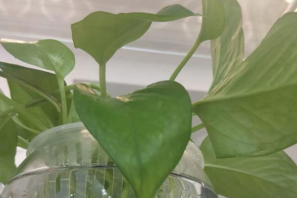 綠蘿葉子發黃怎麼回事