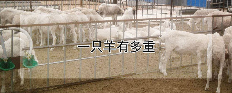 一隻羊有多重