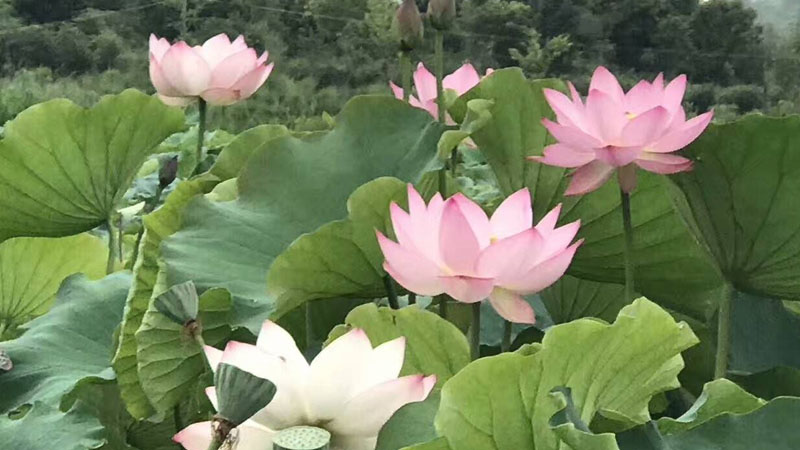 蓮花代表什麼象征意義