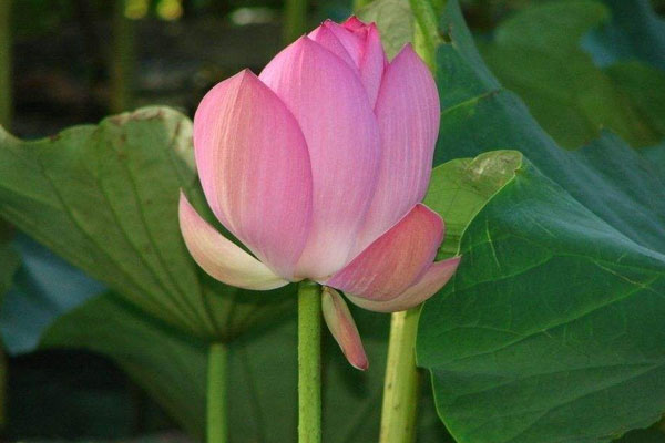 蓮花代表什麼象征意義