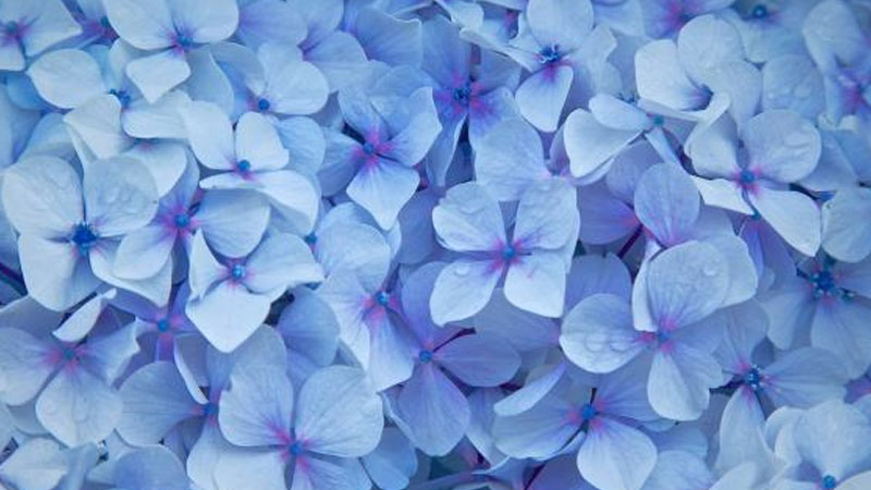 藍色繡球花花語