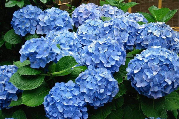 藍色繡球花花語