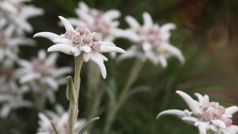 雪絨花花語
