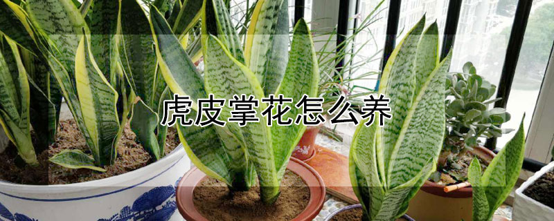 虎皮掌花怎麼養