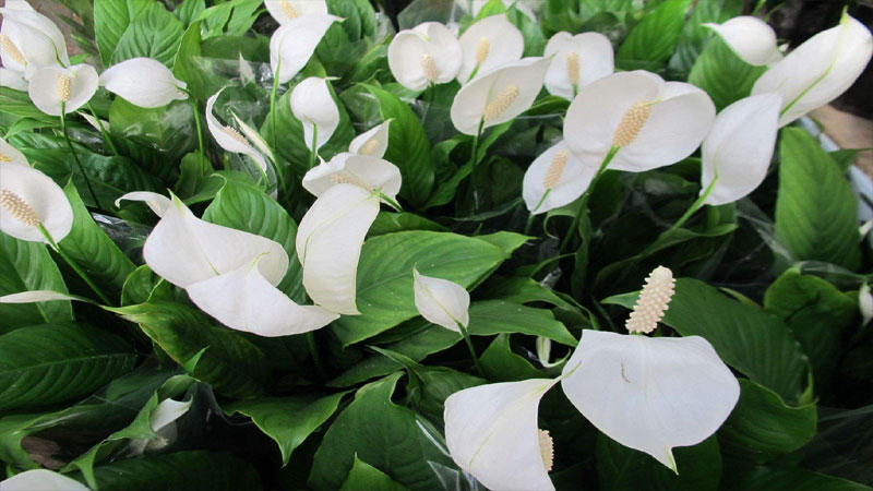 白掌的花語