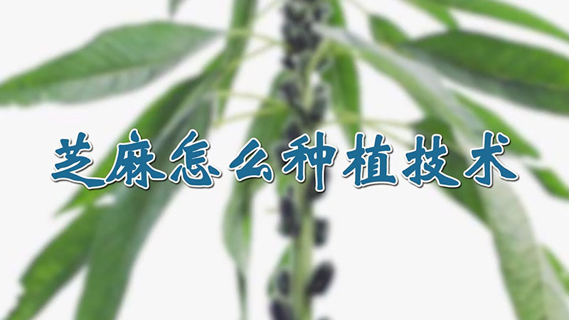 芝麻怎麼種植技術