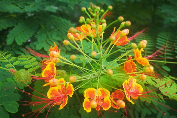 鳳凰花花語是什麼