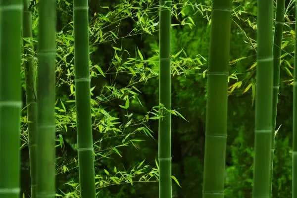 歲寒三友是指哪三個植物