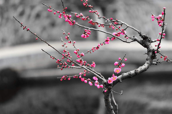 梅花的品質
