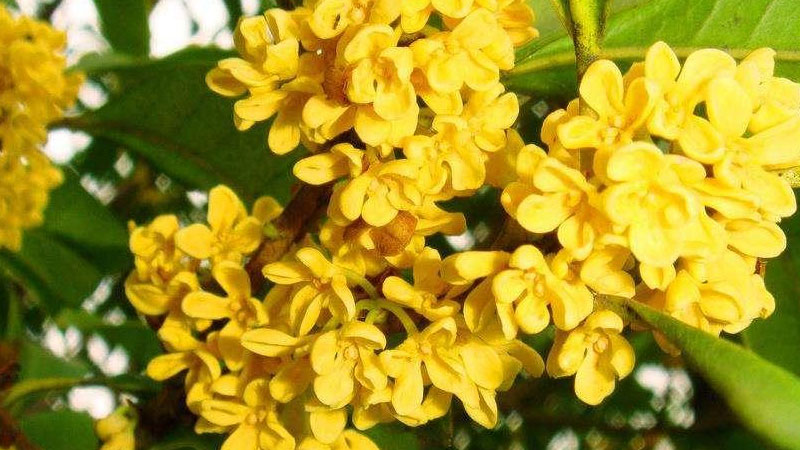 桂花的花語和象征