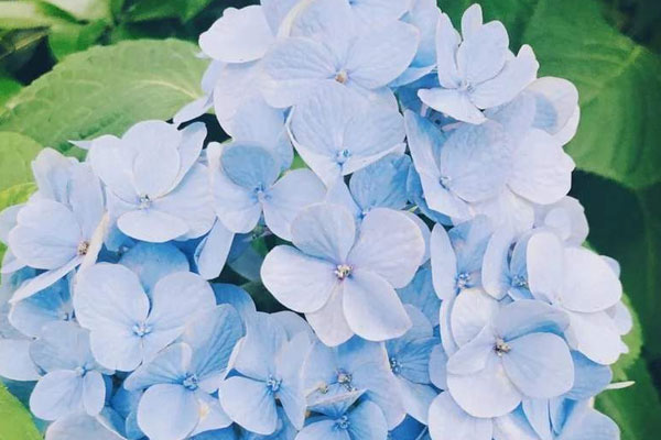 不同顏色繡球花花語